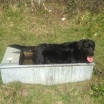 Black Labrador in water trough