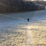 Dog with branch in frosty field