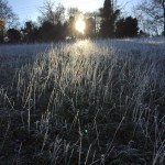 Frosty Grass
