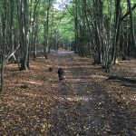 Autumn Woodland Pathway