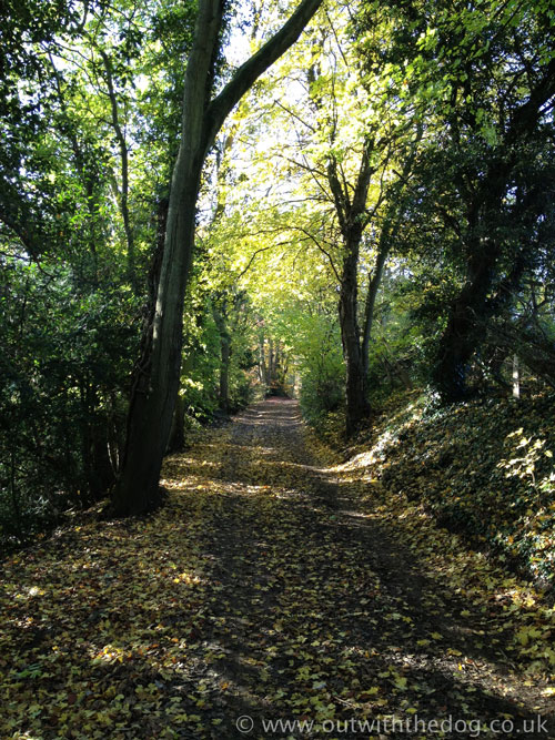 Bredhurst Woods - Woodland Walk