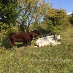 Darland Banks Cows