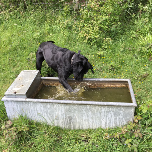 Dog Walk Reviews - Queendown Warren water trough