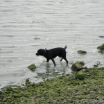 Riverside Country Park Dog Paddle