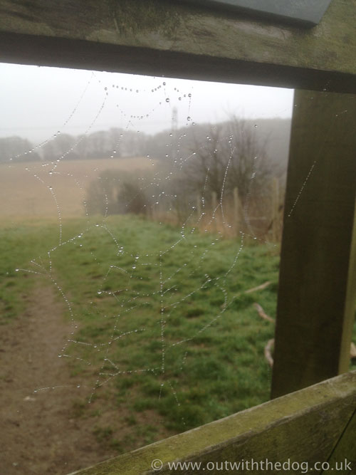 Spider web covered in dew