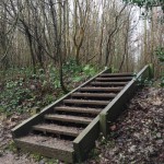 Hucking Woodland Steps