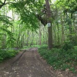 Greatpark wood - Footpath through the woodland.