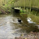 Lullingstone Country Park: Dog in river