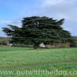 Lullingstone Country Park: Tree in a field