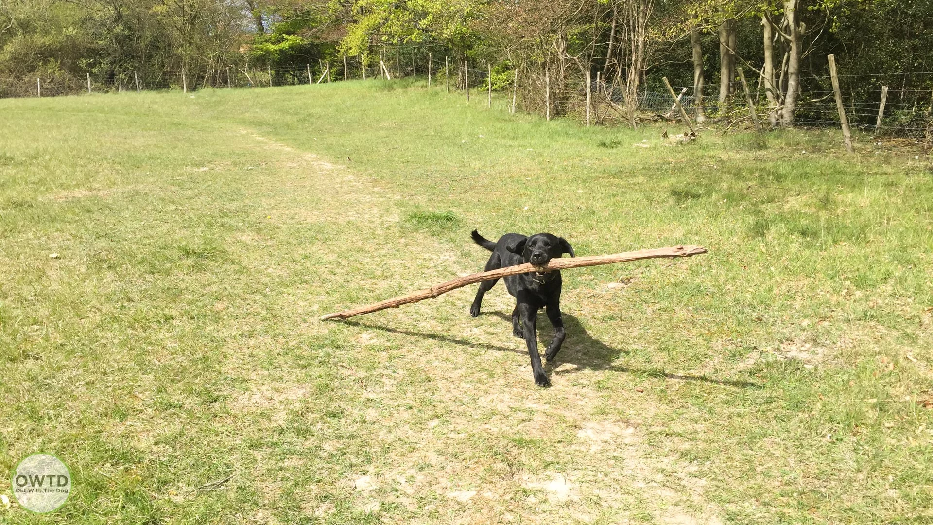 Bredhurst Woods