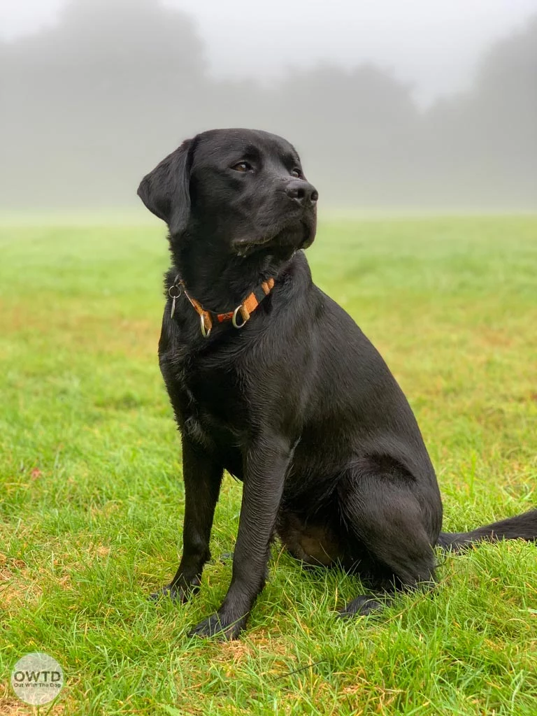 Albie Black Labrador sitting in a foggy field