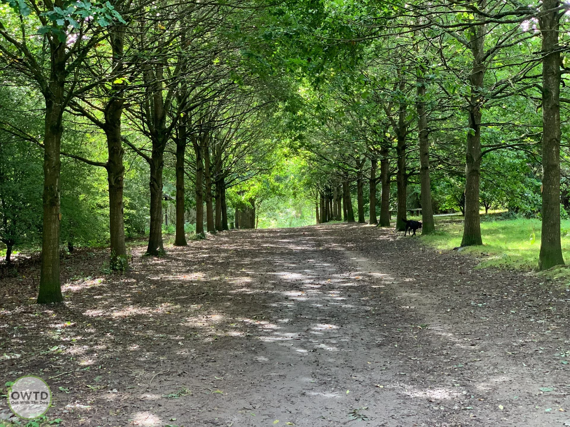 Bearsted Woodland Trust - Dogs walks around kent