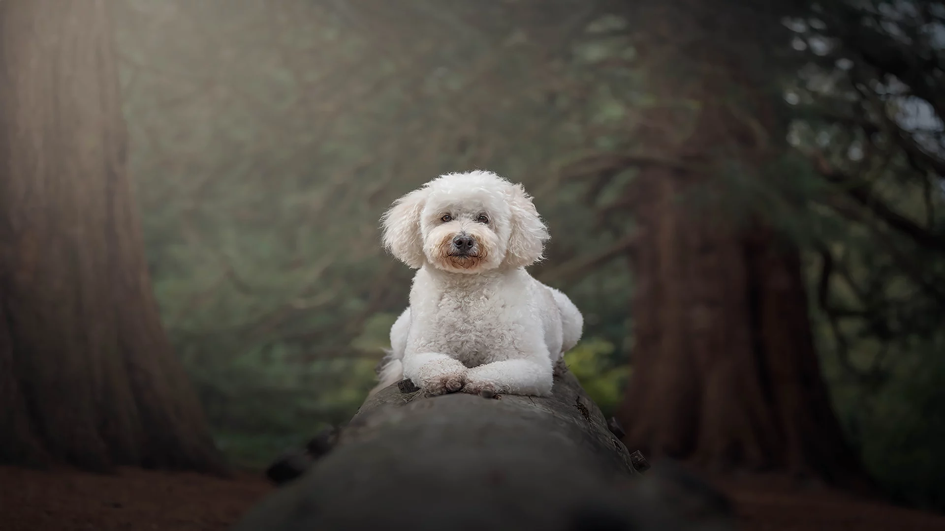 Natural dog Photography - White Cockerpoo on a tree
