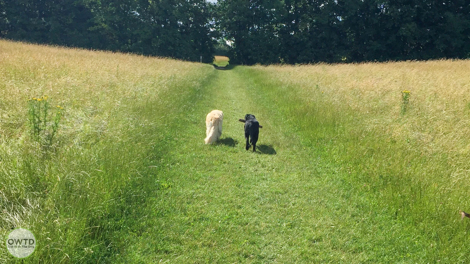 Default image for Dog Walker category