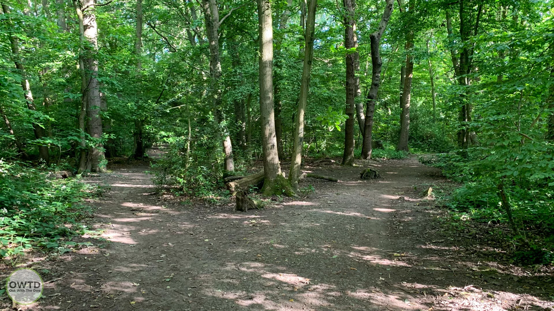 East Hoath woods