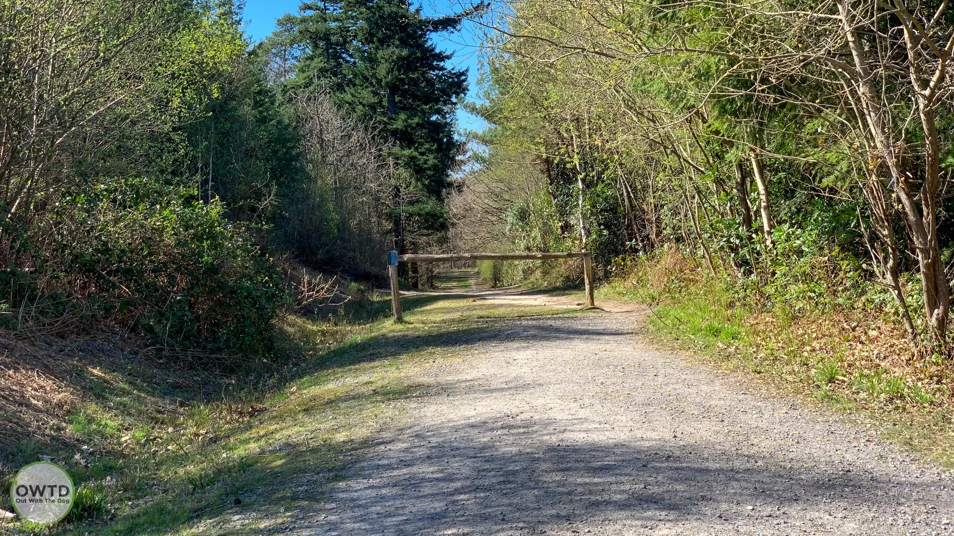 Hemsted Forest
