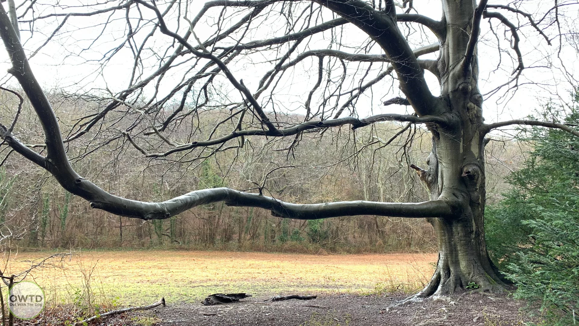 Holly Hill Wood
