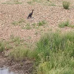 Bird on the beach at Long rock nature reserve