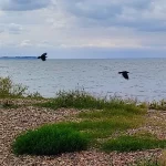 Three black low flying birds flying around Long Rock nature reserve