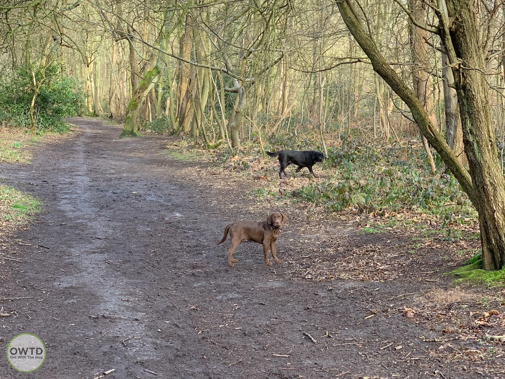 Ashenbank Woods