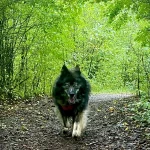 Ashford Community Woodland dog walking along a pathway