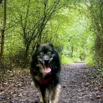 Ashford Community Woodland happy dog walking