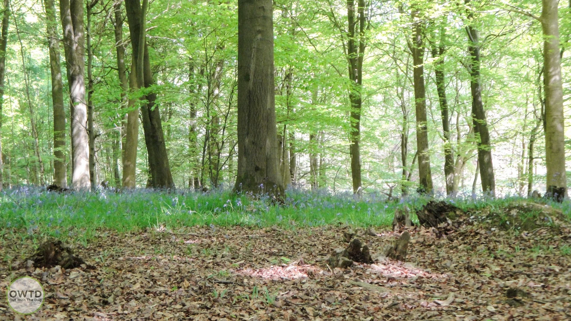Kings Wood