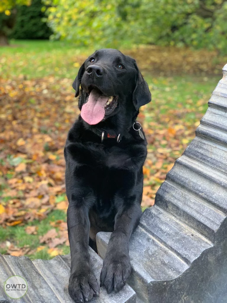 Mylo the black labrador