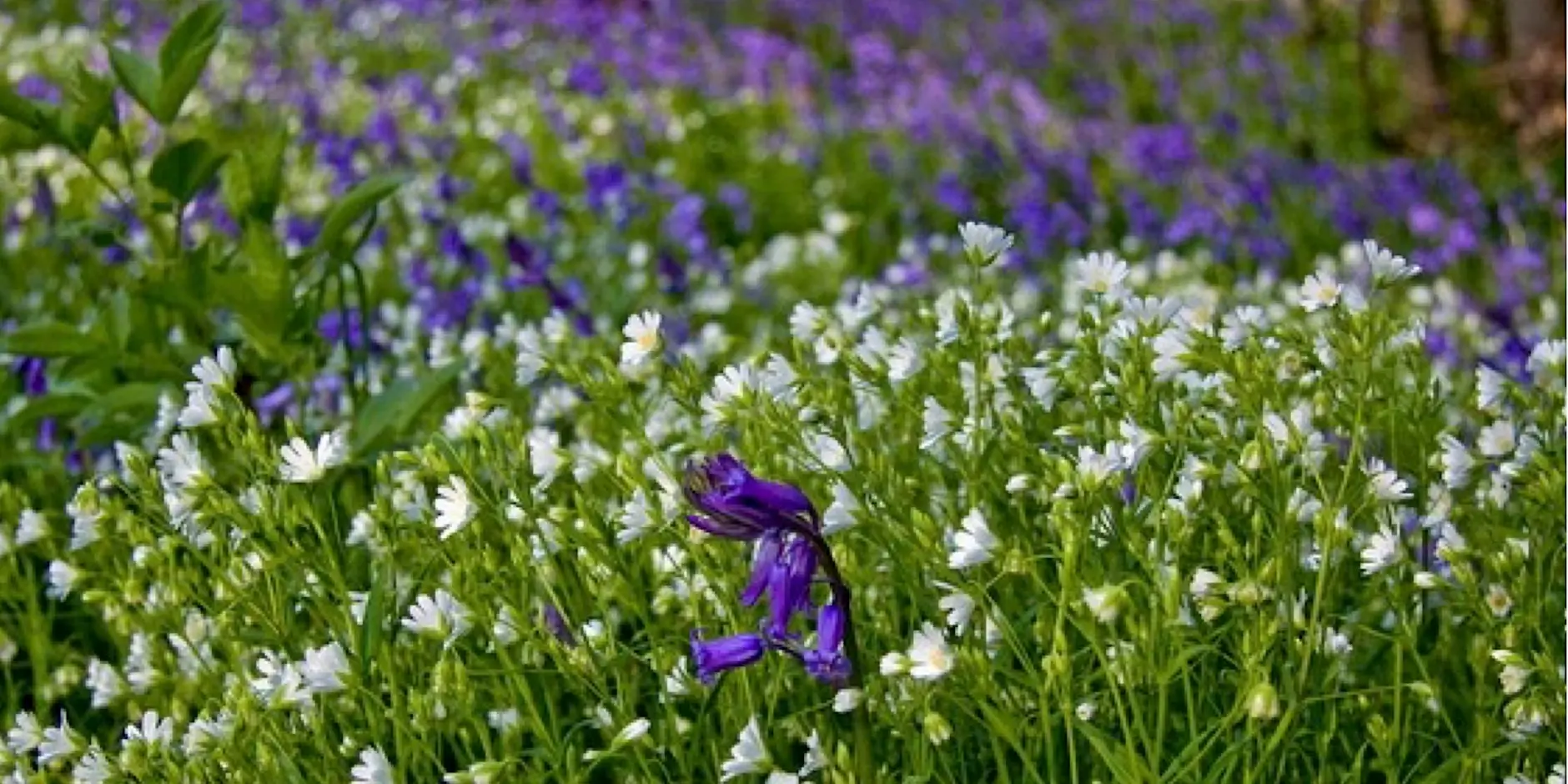 BWAG Bluebell Walk and Cream Tea