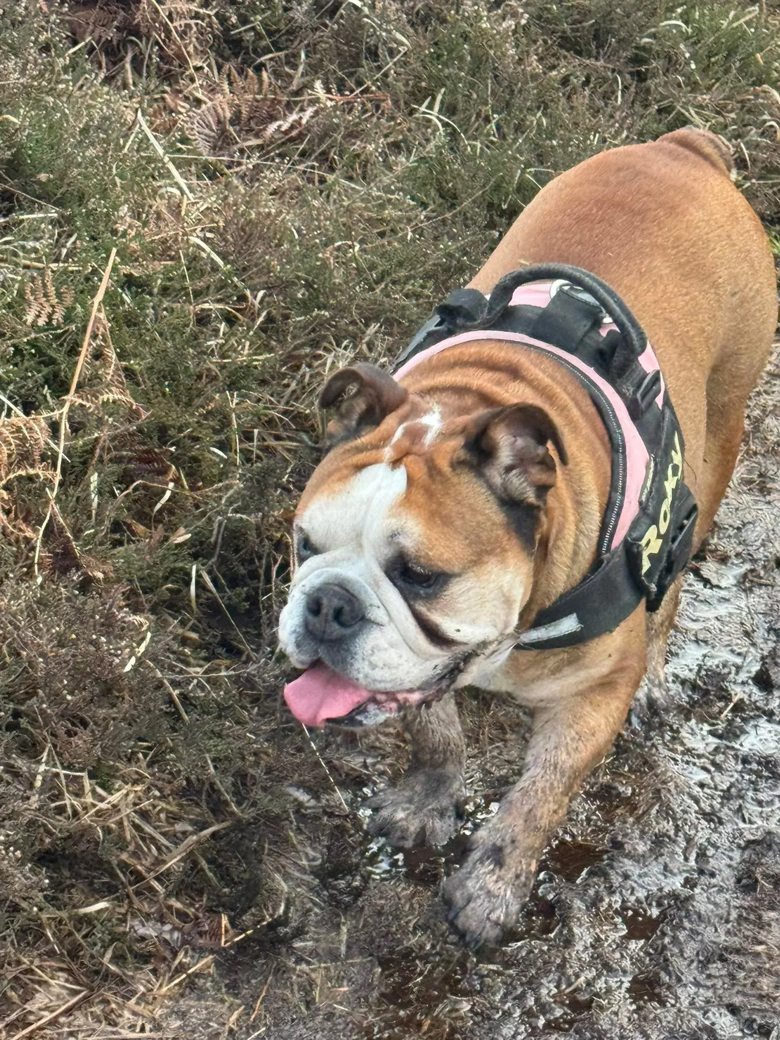 South East Kent Bulldog Walk