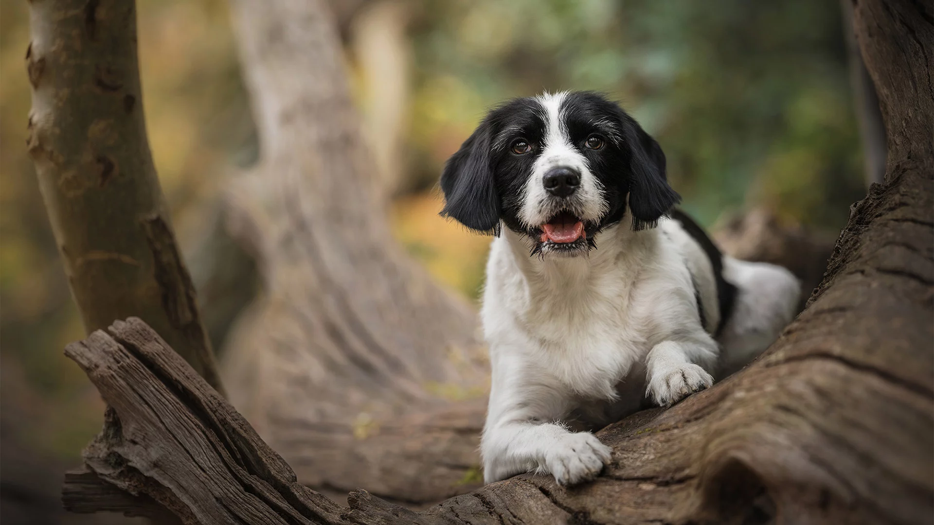 Conor-Kerrigan-Dog-Photographer-Kent
